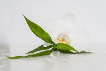 Orchid close-up with bamboo leaves and water drops