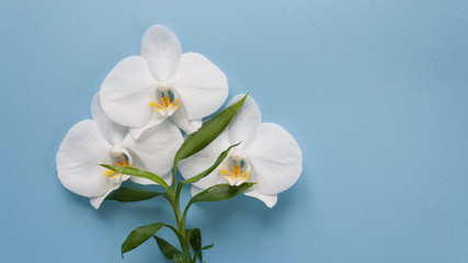 Fototapeta na wymiar frame with white orchid