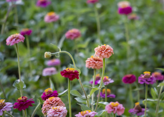 Zinnia, Flowers, Spring Bloom