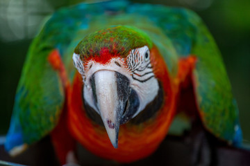 Colourful macaw from the front