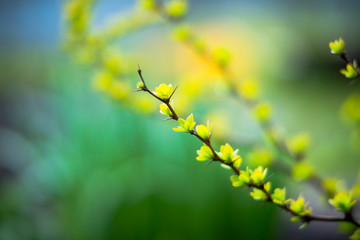 Barberry bush with new leaves in the garden. Selective focus. Shallow depth of field.