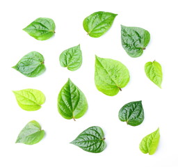 Piper betel leaves on white background