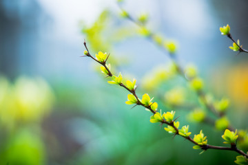 Barberry bush with new leaves in the garden. Selective focus. Shallow depth of field.