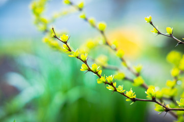Barberry bush with new leaves in the garden. Selective focus. Shallow depth of field.