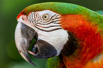 Colourful macaw from up close