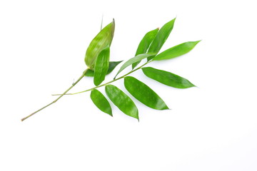Green bamboo leaves on white background
