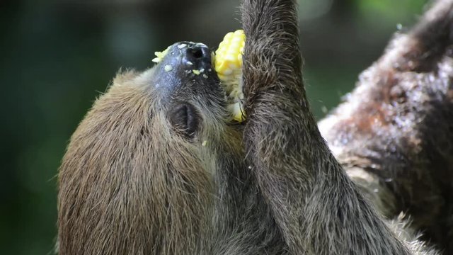 Sloth dwelt on the branches and hung his head, using his three toes on the branches. ... It's eating corn as slowly as the whole world.