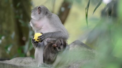 The monkey in the forest eating the corn while breastfeeding