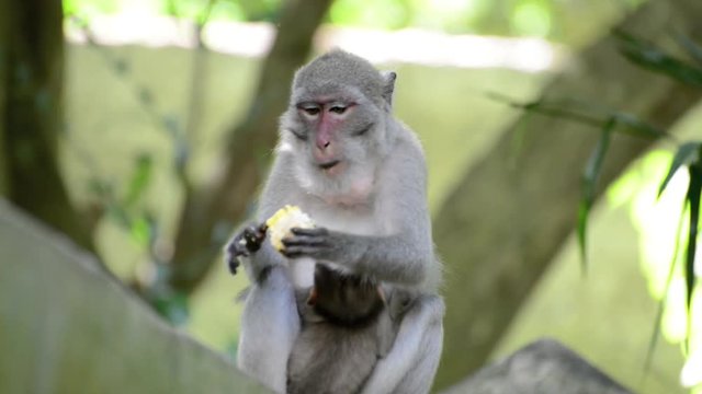 The monkey in the forest eating the corn while breastfeeding