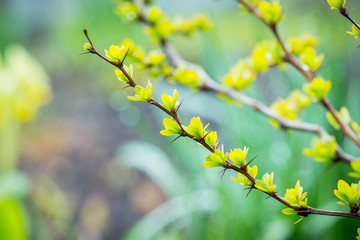 Barberry bush with new leaves in the garden. Selective focus. Shallow depth of field.