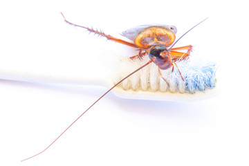 cockroach on toothbrush in the bathroom