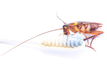 cockroach on toothbrush in the bathroom