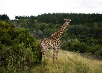 Giraffe - safaru