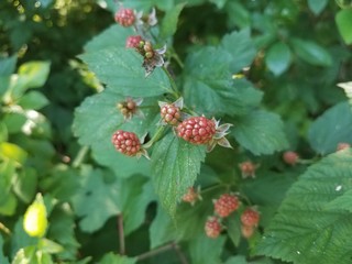 plant with green leaves and red berries
