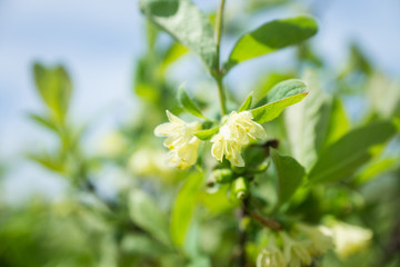 Blooming honeysuckle bush in the garden. Selective focus.