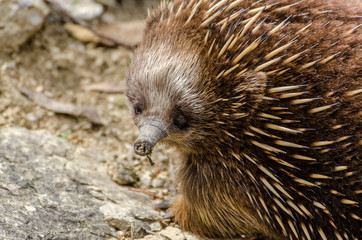 Closeup of a short-beaked echidna foraging on Maria Island, Tasmania, Australia.