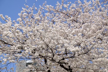 Full bloom sakura blossom in Tokyo, Japan
