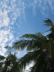 Fototapeta na wymiar Palm Tree Under Blue Sky