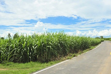 Sugarcane