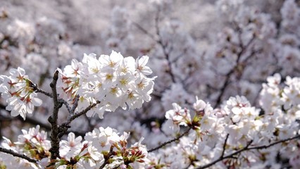 Full bloom sakura blossom in Tokyo, Japan