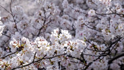 Full bloom sakura blossom in Tokyo, Japan