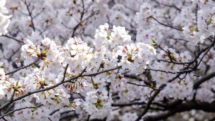 Full bloom sakura blossom in Tokyo, Japan