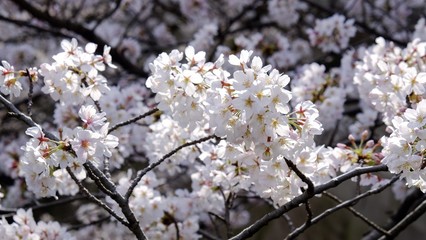 Full bloom sakura blossom in Tokyo, Japan