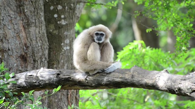 Monkey sitting on a tree branch