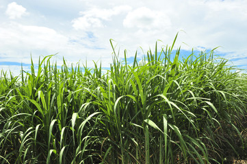 Obraz premium Sugarcane