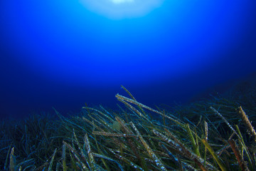 Underwater seagrass and blue ocean 