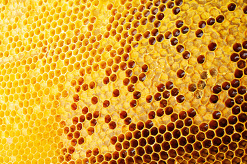 Yellow Honeycomb closeup background