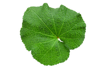 Mallow leaf on white