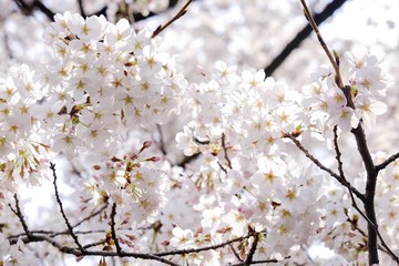 Sakura flower full bloom in Japan 