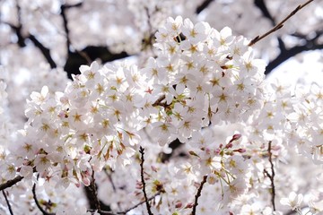 Sakura flower full bloom in Japan 