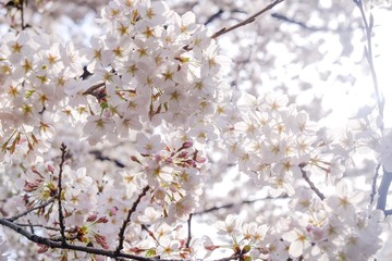Sakura flower full bloom in Japan 