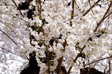 sakura trees flowering branches in Tokyo