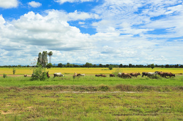 Cow in the field