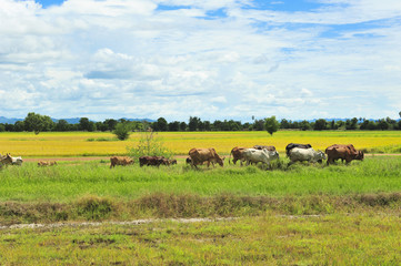 Fototapeta premium Cow in the field