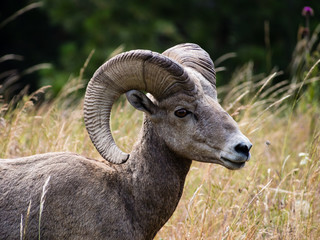 American bighorn sheep on a meadow in Montana, USA