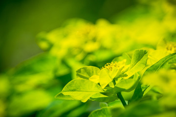 Blooming Euphorbia in the garden. Selective focus.