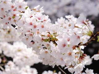 sakura trees flowering branches in Tokyo