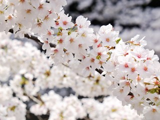 sakura trees flowering branches in Tokyo