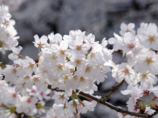 sakura trees flowering branches in Tokyo