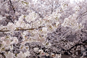 Sakura blossom full blooming in Japan 