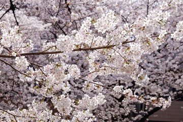 Sakura blossom full blooming in Japan 