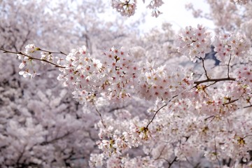 Sakura blossom full blooming in Japan 