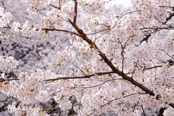 Sakura blossom full blooming in Japan 