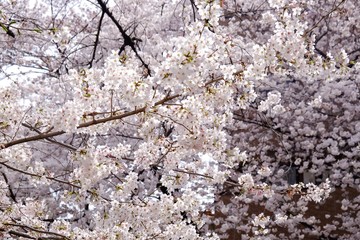 Sakura blossom full blooming in Japan 