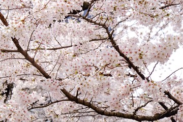 Sakura blossom full blooming in Japan 