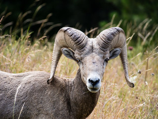 American bighorn sheep on a meadow in Montana, USA